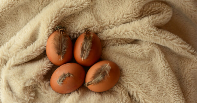 several chicken eggs that have been decorated with feathers