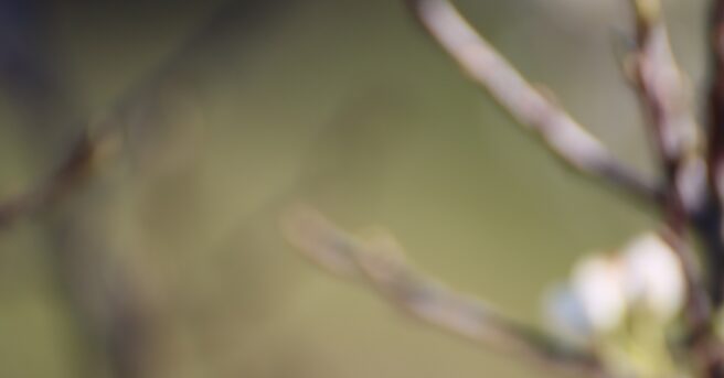 Nature blurred background- branches and flowers.